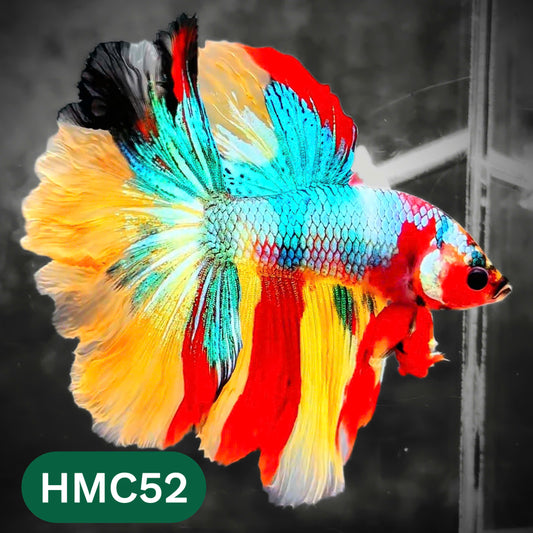 Multicolor Halfmoon Male Betta Fish | High Grade | Order Directly From Farm |  You Pick Fish |