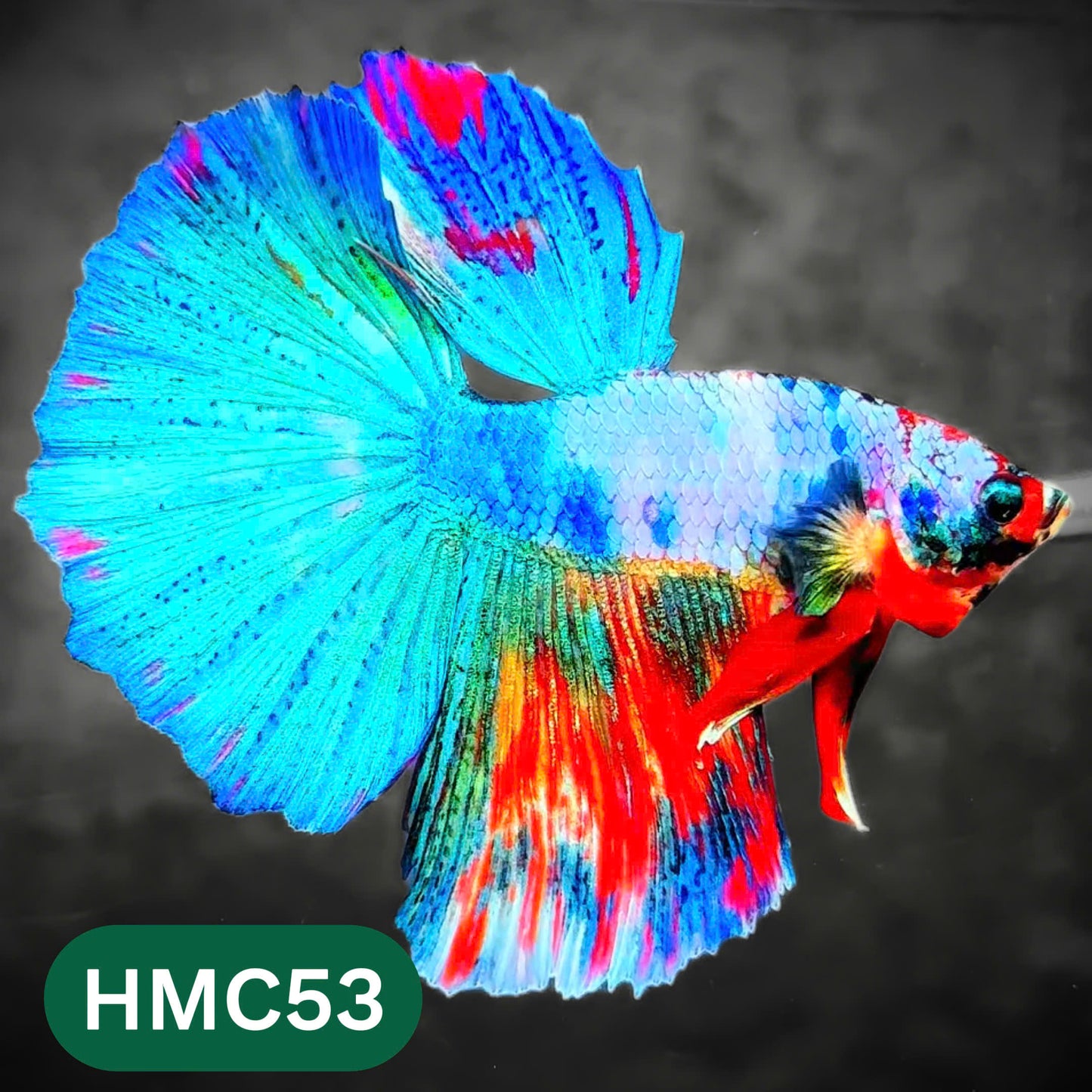 Multicolor Halfmoon Male Betta Fish | High Grade | Order Directly From Farm |  You Pick Fish |