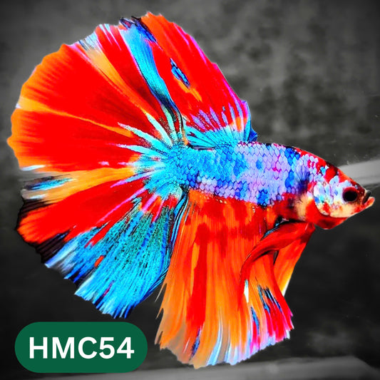 Multicolor Halfmoon Male Betta Fish | High Grade | Order Directly From Farm |  You Pick Fish |
