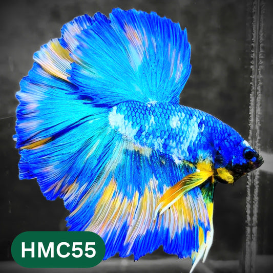 Multicolor Halfmoon Male Betta Fish | High Grade | Order Directly From Farm |  You Pick Fish |
