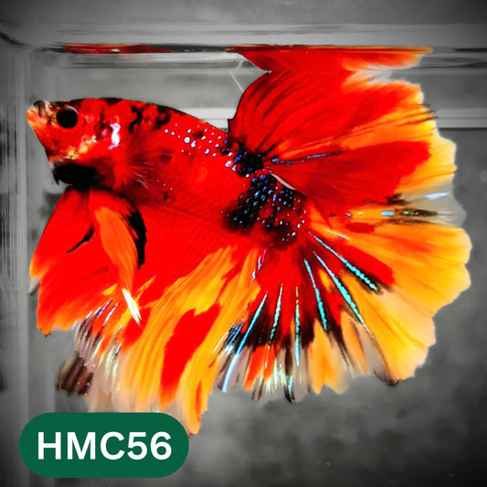 Multicolor Halfmoon Male Betta Fish | High Grade | Order Directly From Farm |  You Pick Fish |