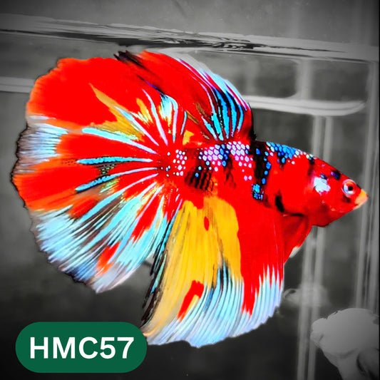 Multicolor Halfmoon Male Betta Fish | High Grade | Order Directly From Farm |  You Pick Fish |