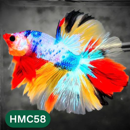 Multicolor Halfmoon Male Betta Fish | High Grade | Order Directly From Farm |  You Pick Fish |