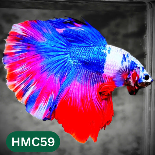 Multicolor Halfmoon Male Betta Fish | High Grade | Order Directly From Farm |  You Pick Fish |