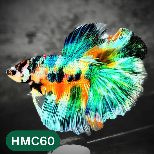 Multicolor Halfmoon Male Betta Fish | High Grade | Order Directly From Farm |  You Pick Fish |
