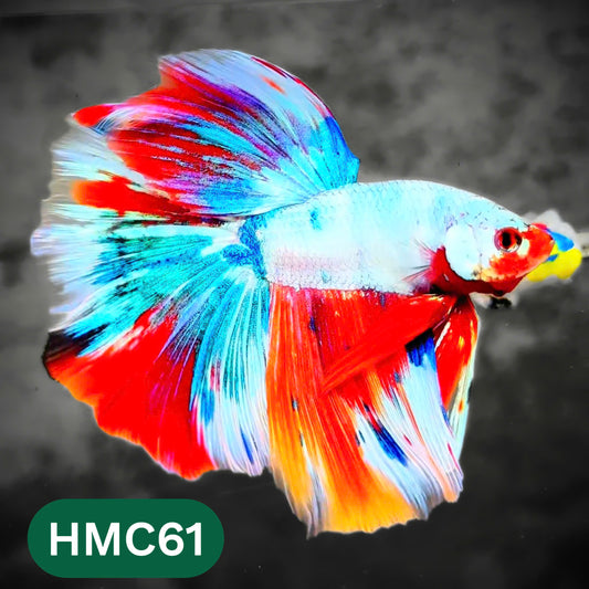 Multicolor Halfmoon Male Betta Fish | High Grade | Order Directly From Farm |  You Pick Fish |