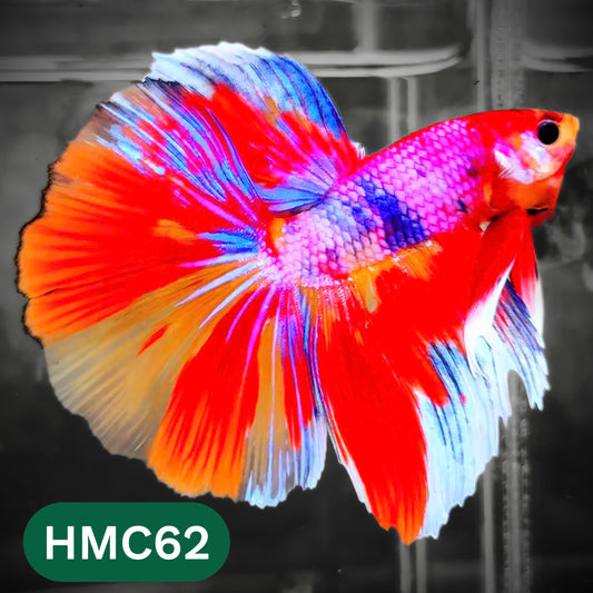 Multicolor Halfmoon Male Betta Fish | High Grade | Order Directly From Farm |  You Pick Fish |