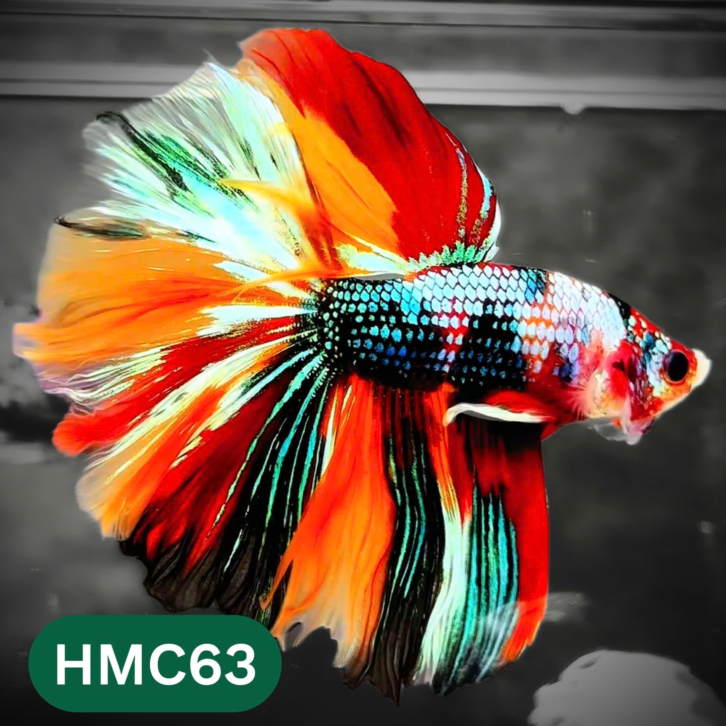 Multicolor Halfmoon Male Betta Fish | High Grade | Order Directly From Farm |  You Pick Fish |