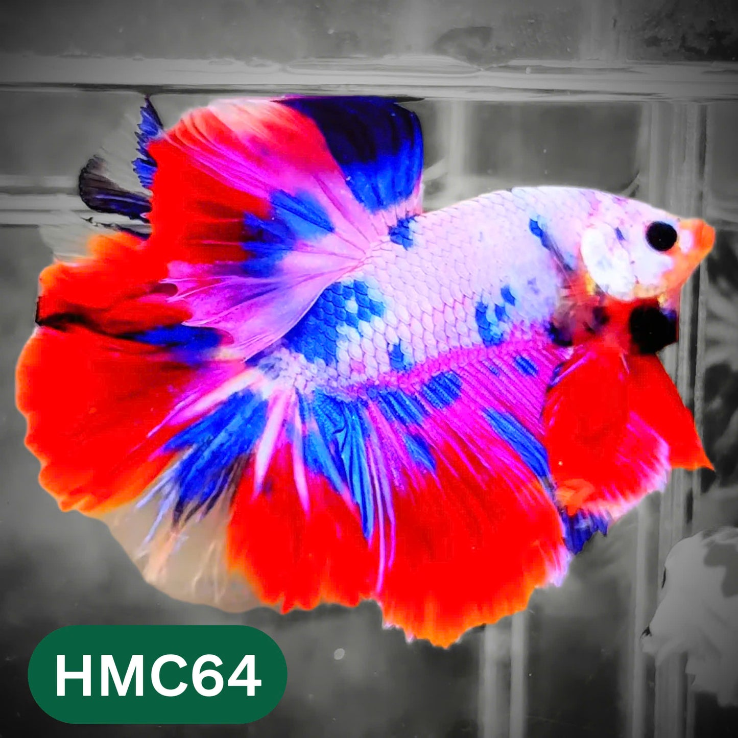 Multicolor Halfmoon Male Betta Fish | High Grade | Order Directly From Farm |  You Pick Fish |