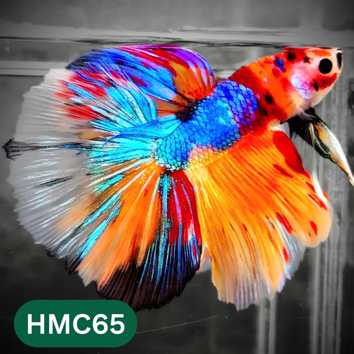 Multicolor Halfmoon Male Betta Fish | High Grade | Order Directly From Farm |  You Pick Fish |