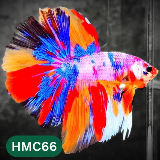 Multicolor Halfmoon Male Betta Fish | High Grade | Order Directly From Farm |  You Pick Fish |