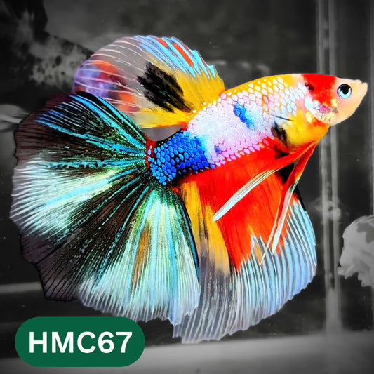 Multicolor Halfmoon Male Betta Fish | High Grade | Order Directly From Farm |  You Pick Fish |