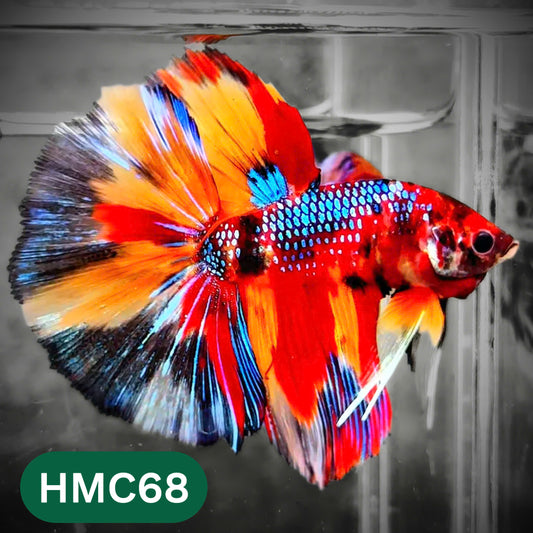 Multicolor Halfmoon Male Betta Fish | High Grade | Order Directly From Farm |  You Pick Fish |