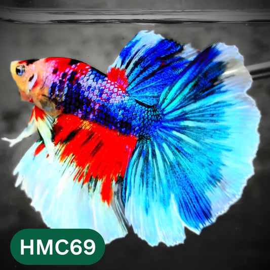 Multicolor Halfmoon Male Betta Fish | High Grade | Order Directly From Farm |  You Pick Fish |