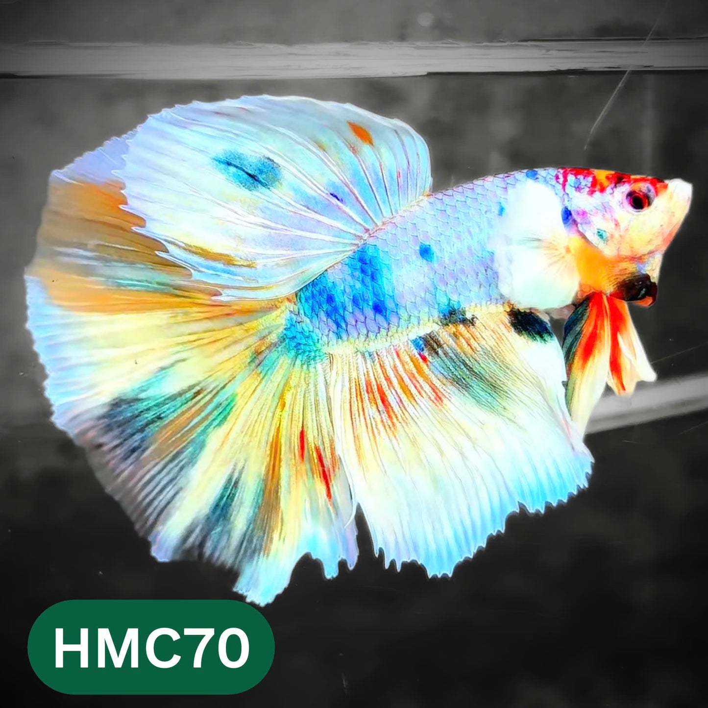 Multicolor Halfmoon Male Betta Fish | High Grade | Order Directly From Farm |  You Pick Fish |