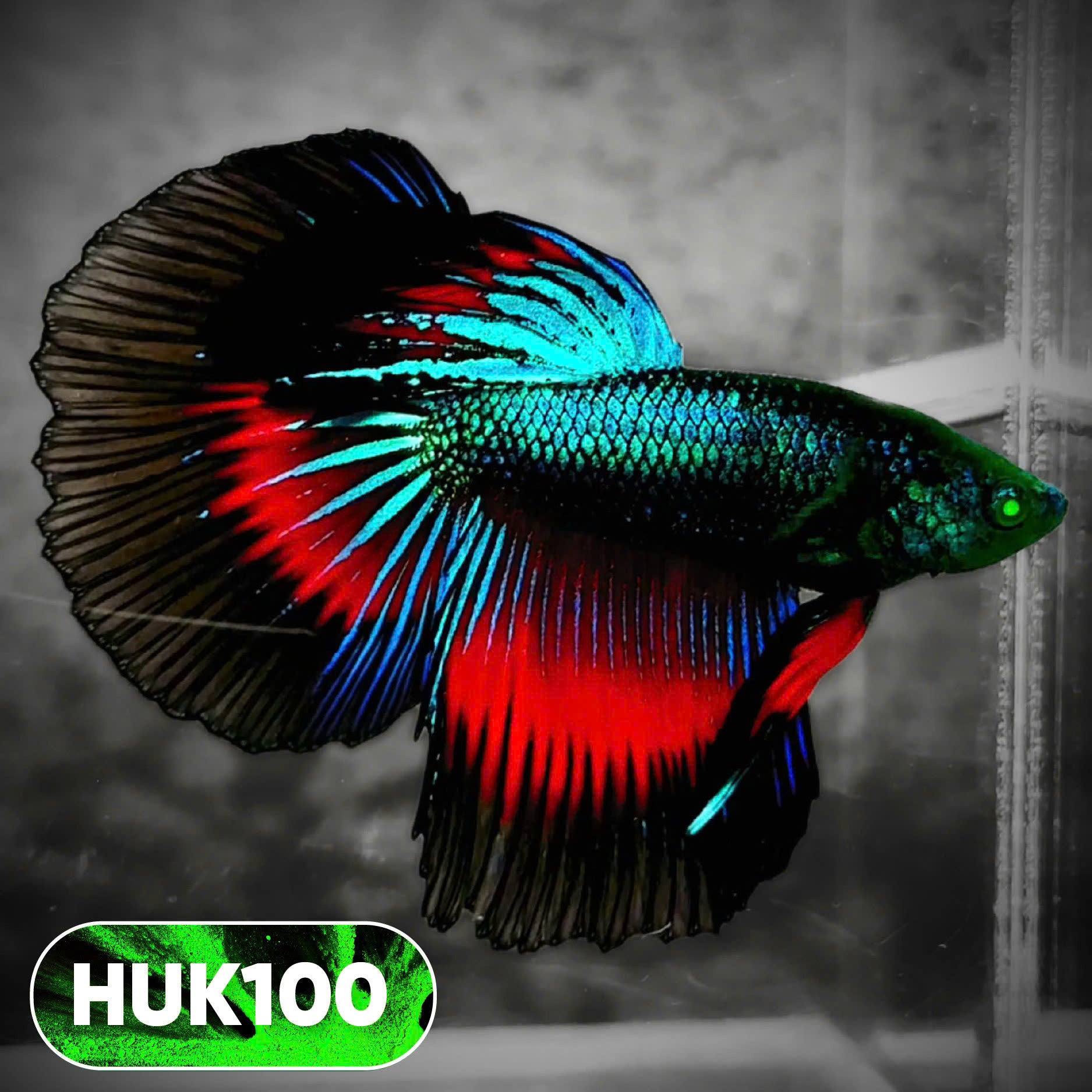 Black Hulk Halfmoon Male Betta Fish | You Pick Fish