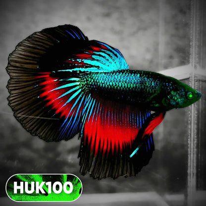 Black Hulk Halfmoon Male Betta Fish | You Pick Fish