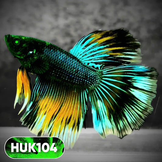 Black Hulk Halfmoon Male Betta Fish | You Pick Fish
