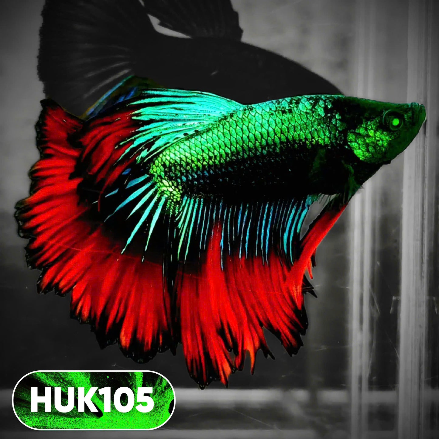 Black Hulk Halfmoon Male Betta Fish | You Pick Fish