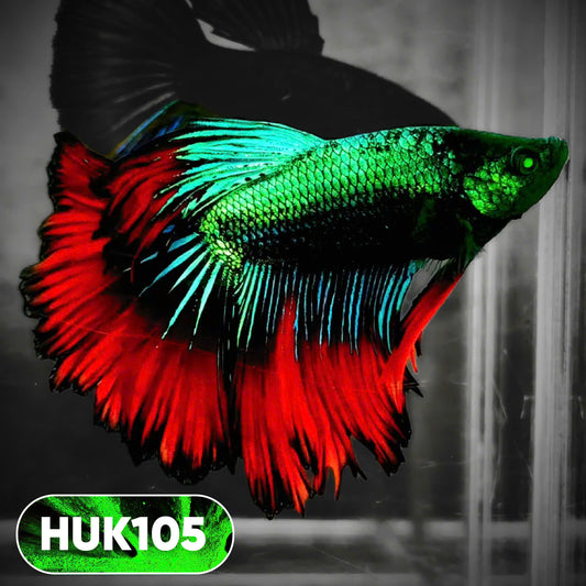 Black Hulk Halfmoon Male Betta Fish | You Pick Fish