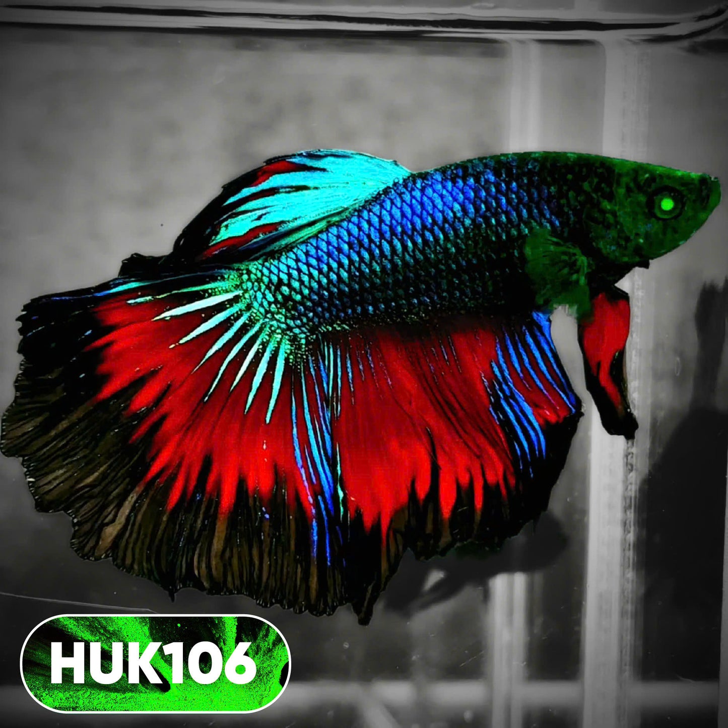 Black Hulk Halfmoon Male Betta Fish | You Pick Fish