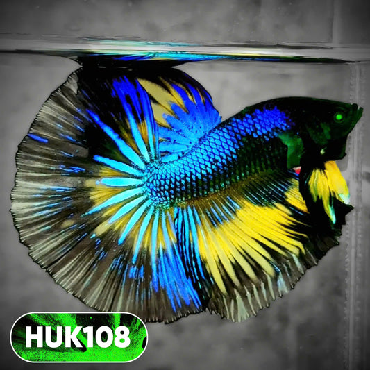 Black Hulk Halfmoon Male Betta Fish | You Pick Fish