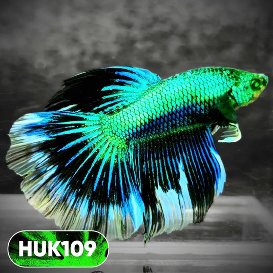 Black Hulk Halfmoon Male Betta Fish | You Pick Fish
