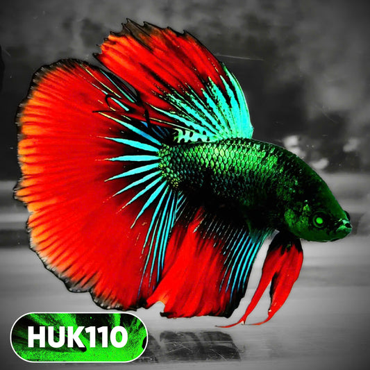Black Hulk Halfmoon Male Betta Fish | You Pick Fish