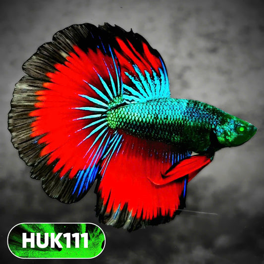 Black Hulk Halfmoon Male Betta Fish | You Pick Fish