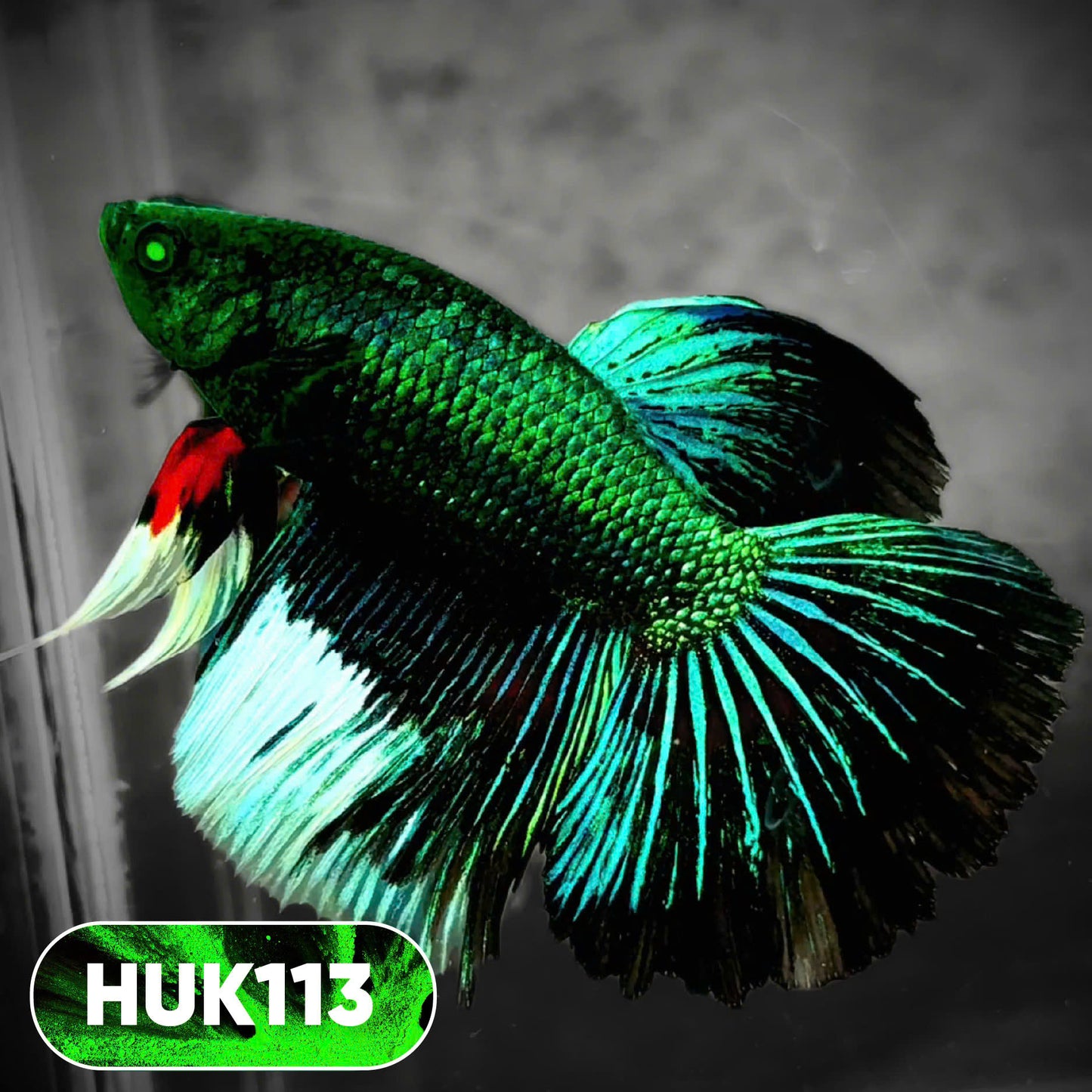 Black Hulk Halfmoon Male Betta Fish | You Pick Fish