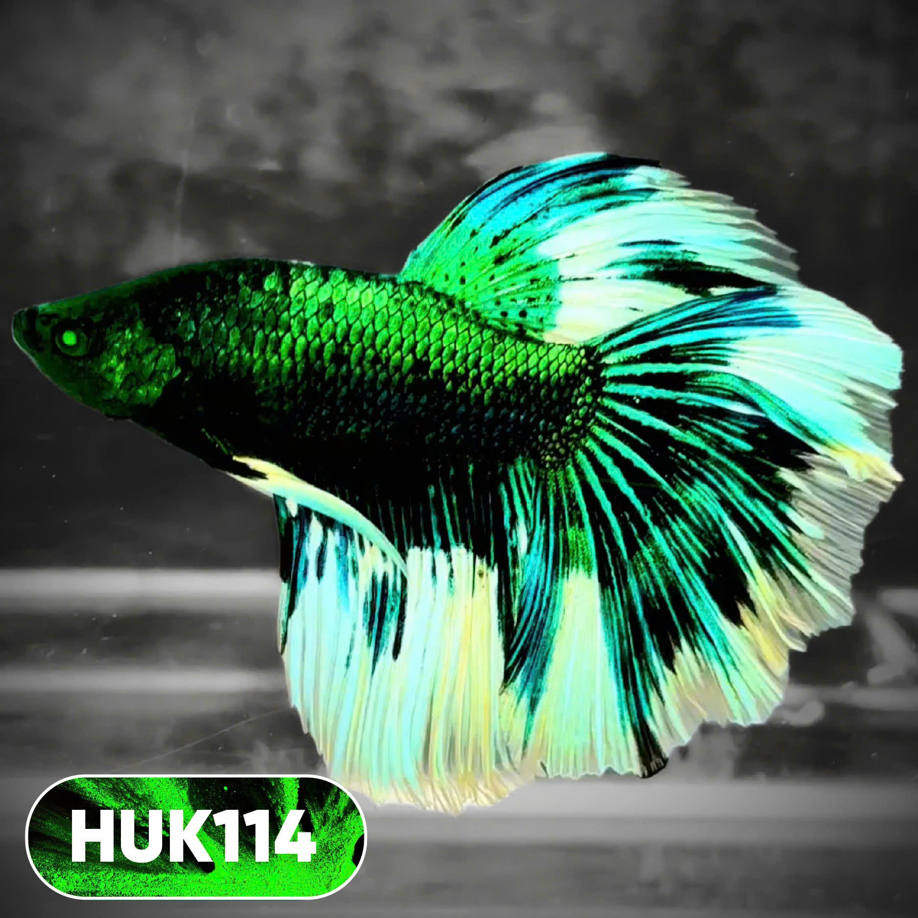 Black Hulk Halfmoon Male Betta Fish | You Pick Fish