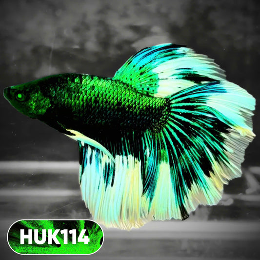 Black Hulk Halfmoon Male Betta Fish | You Pick Fish