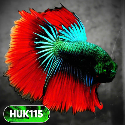 Black Hulk Halfmoon Male Betta Fish | You Pick Fish