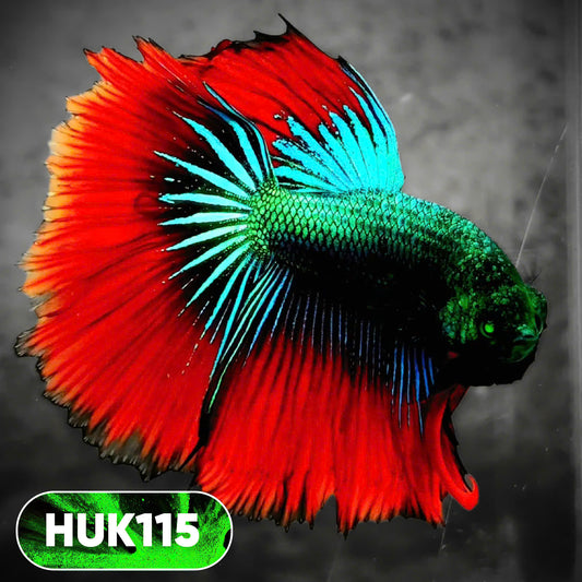 Black Hulk Halfmoon Male Betta Fish | You Pick Fish