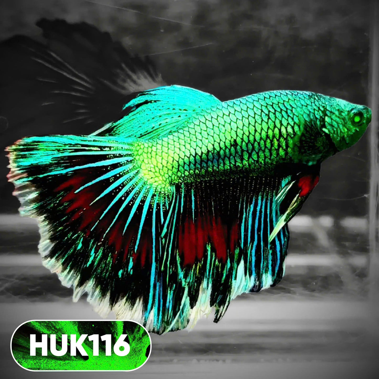 Black Hulk Halfmoon Male Betta Fish | You Pick Fish