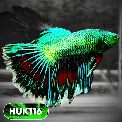 Black Hulk Halfmoon Male Betta Fish | You Pick Fish