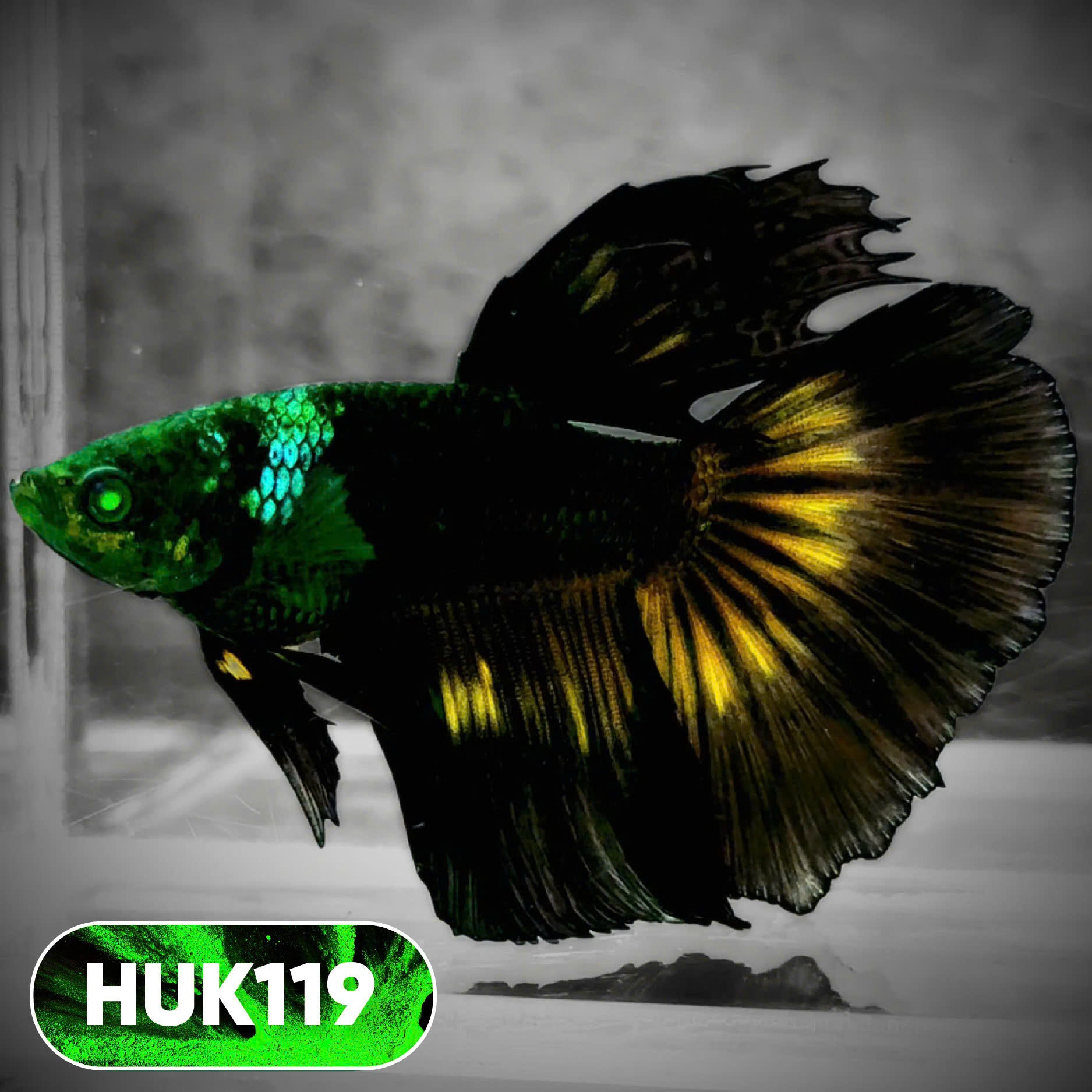 Black Hulk Halfmoon Male Betta Fish | You Pick Fish