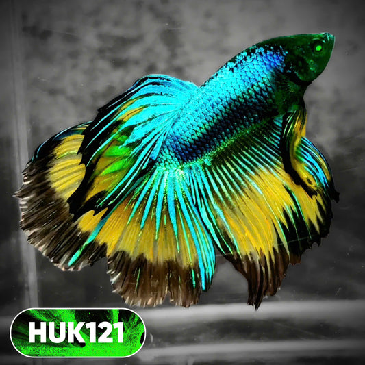 Black Hulk Halfmoon Male Betta Fish | You Pick Fish