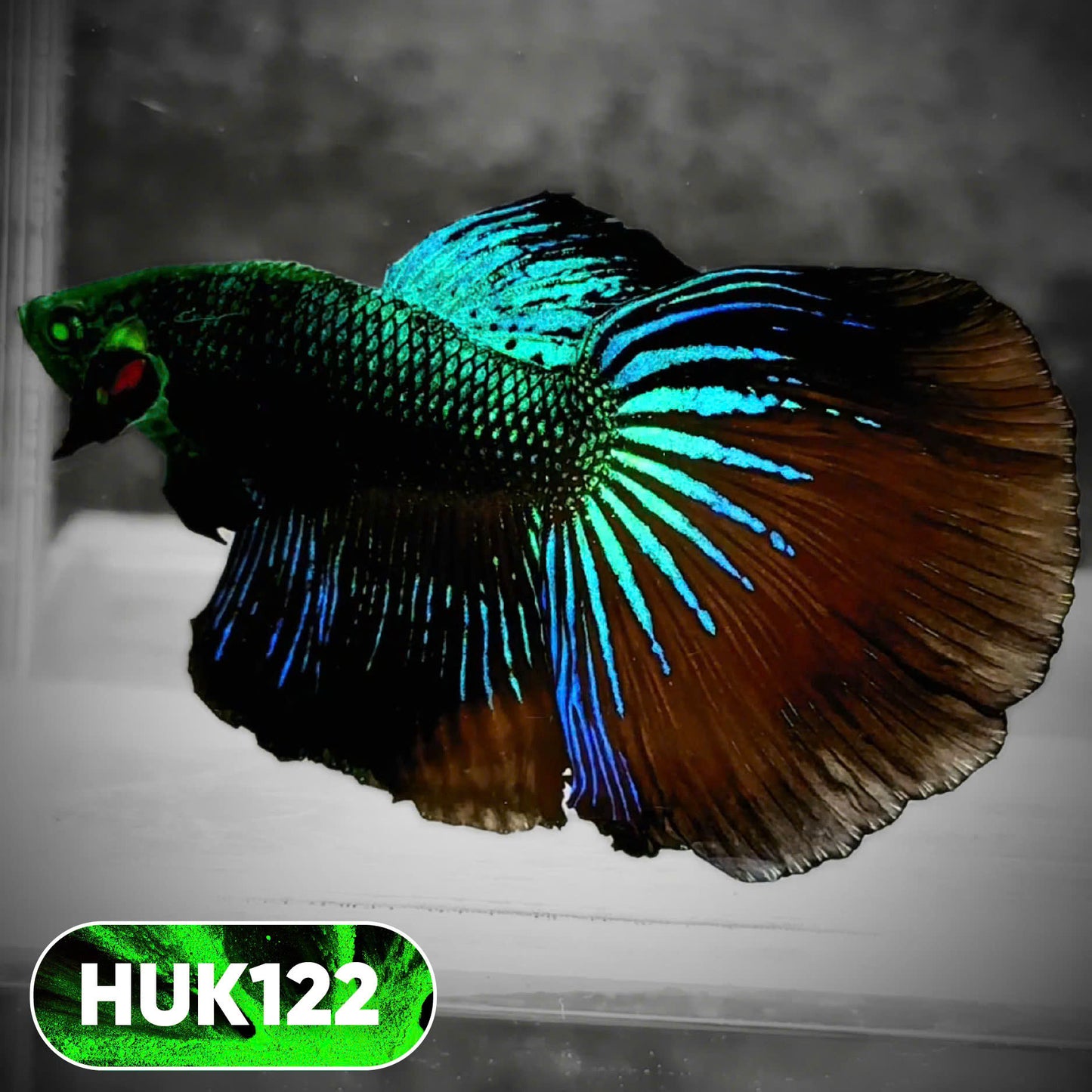 Black Hulk Halfmoon Male Betta Fish | You Pick Fish