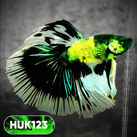 Black Hulk Halfmoon Male Betta Fish | You Pick Fish