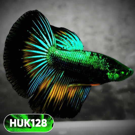 Black Hulk Halfmoon Male Betta Fish | You Pick Fish