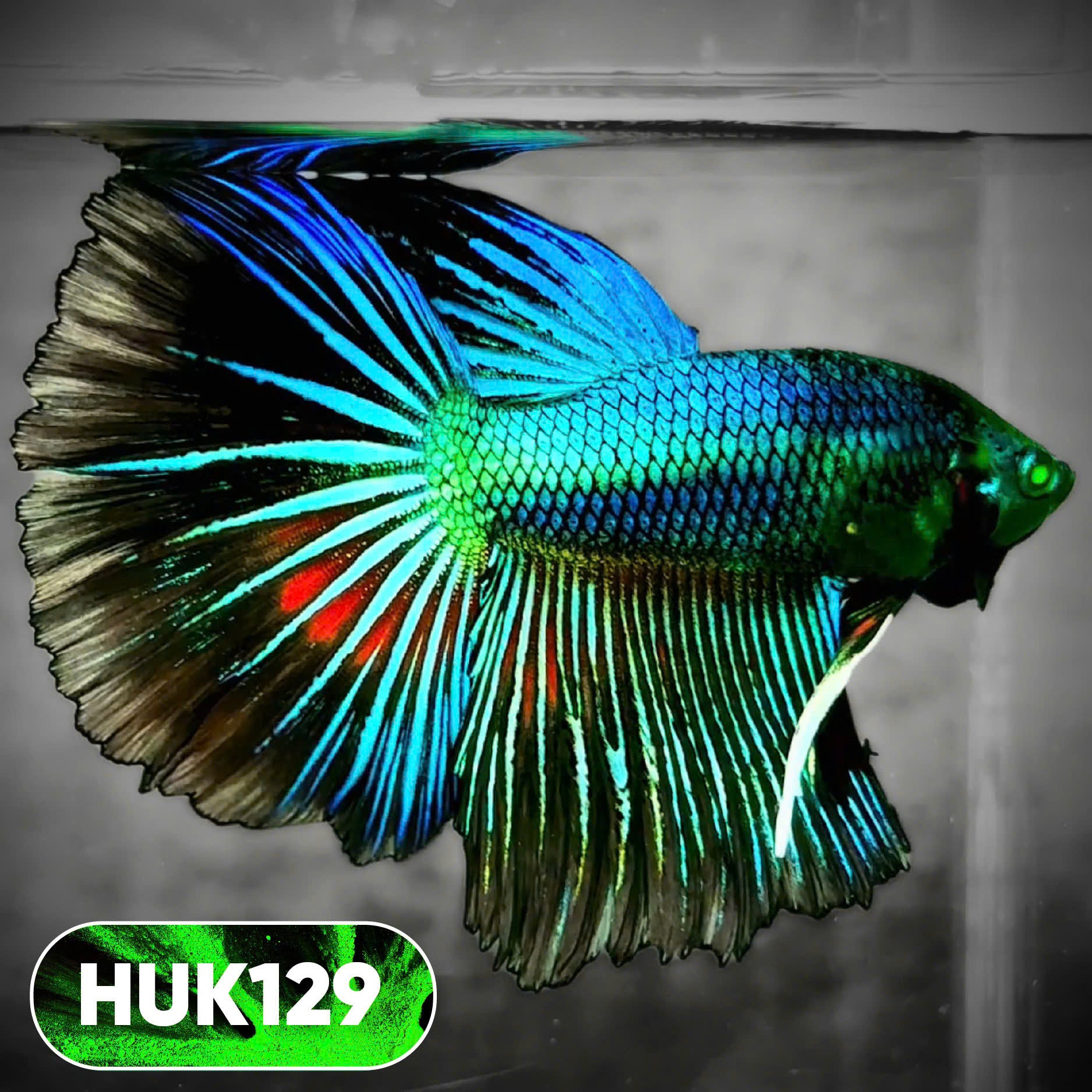 Black Hulk Halfmoon Male Betta Fish | You Pick Fish