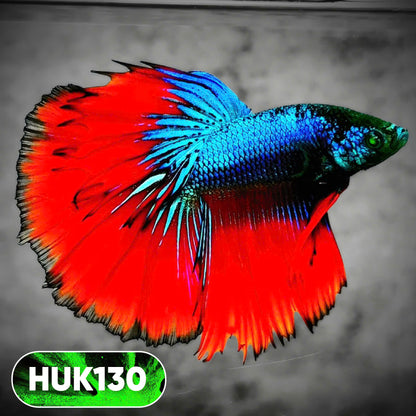 Black Hulk Halfmoon Male Betta Fish | You Pick Fish