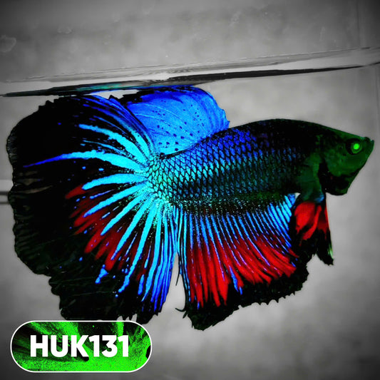 Black Hulk Halfmoon Male Betta Fish | You Pick Fish