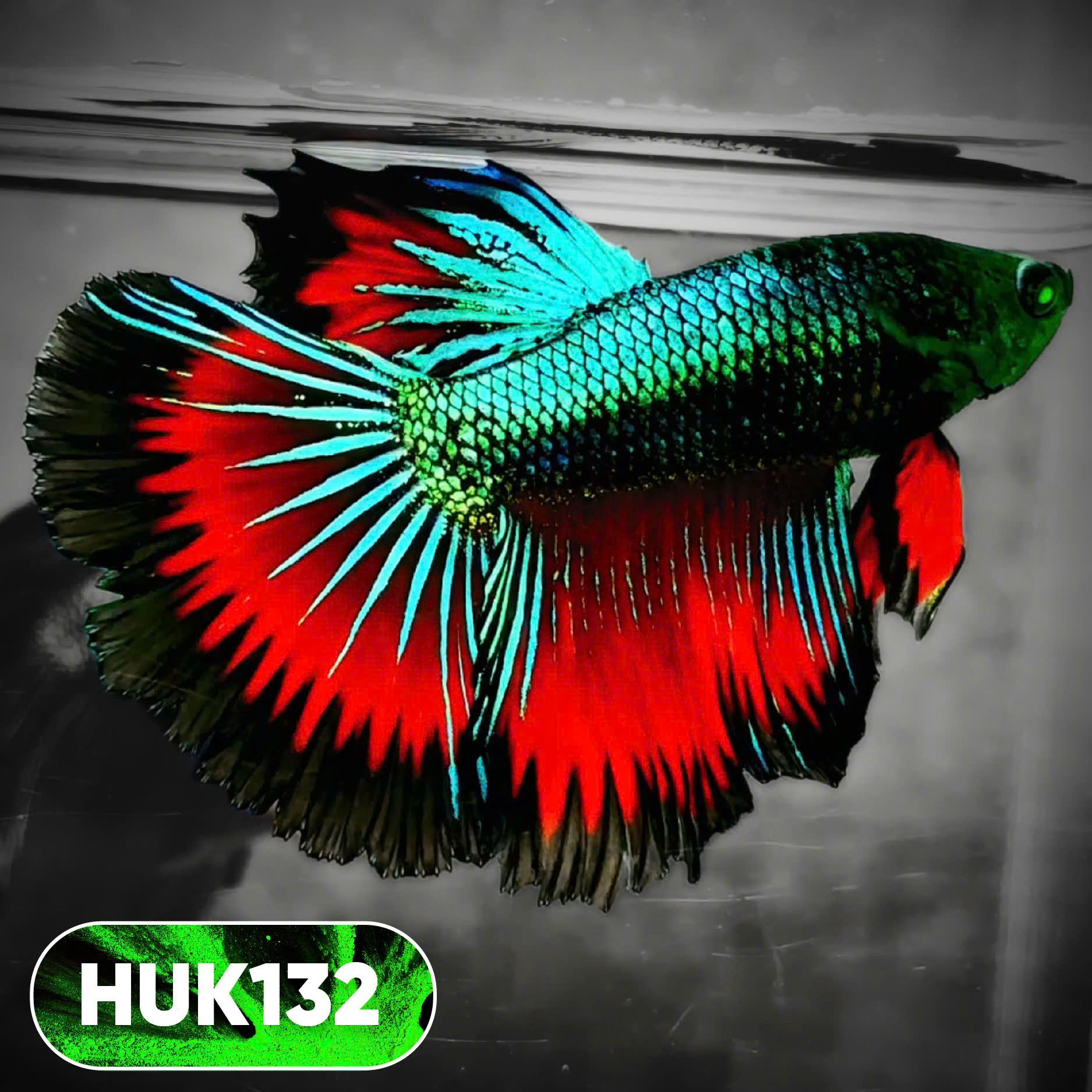 Black Hulk Halfmoon Male Betta Fish | You Pick Fish