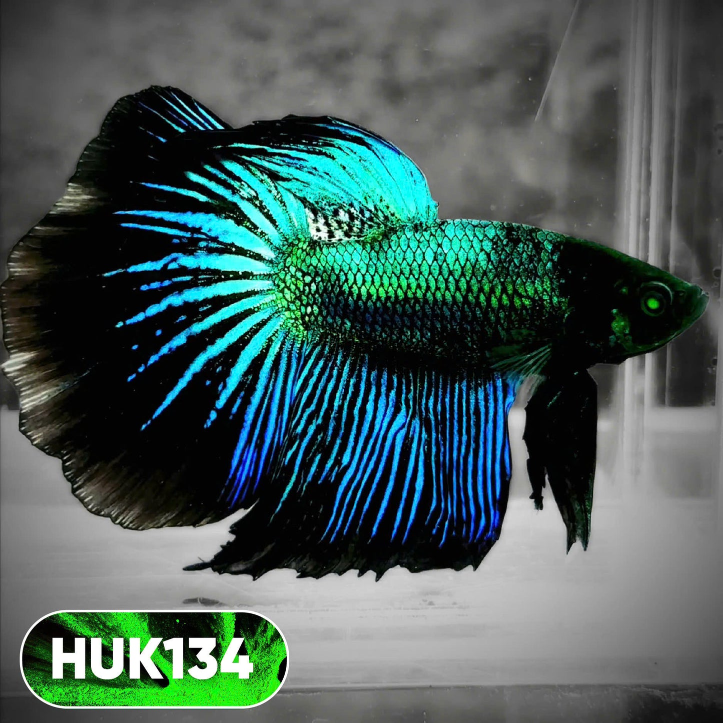 Black Hulk Halfmoon Male Betta Fish | You Pick Fish