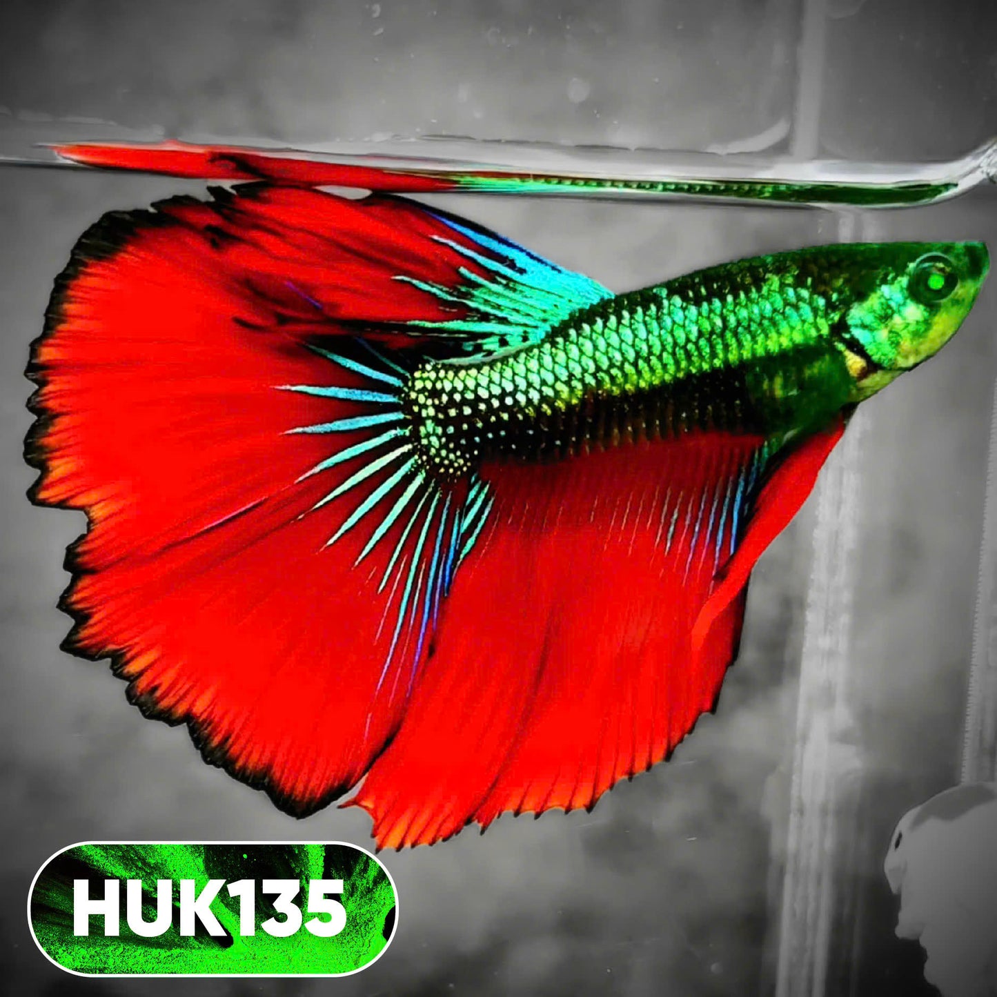 Black Hulk Halfmoon Male Betta Fish | You Pick Fish