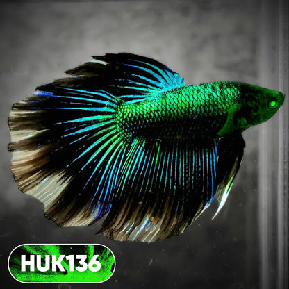 Black Hulk Halfmoon Male Betta Fish | You Pick Fish