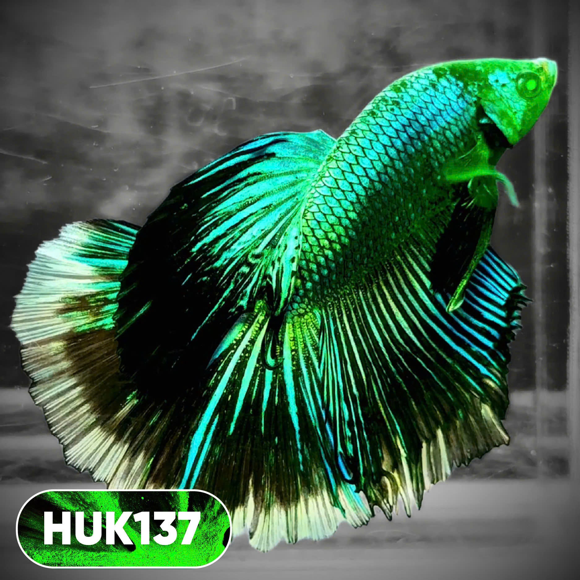 Black Hulk Halfmoon Male Betta Fish | You Pick Fish