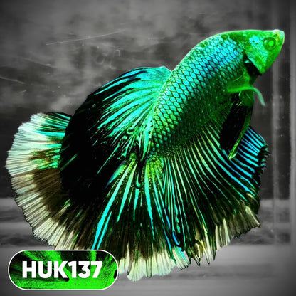 Black Hulk Halfmoon Male Betta Fish | You Pick Fish